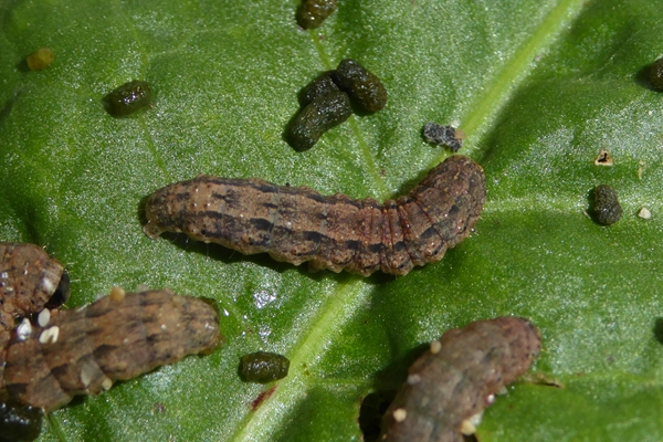 Caradrina (Paradrina) fuscicornis, Noctuidae